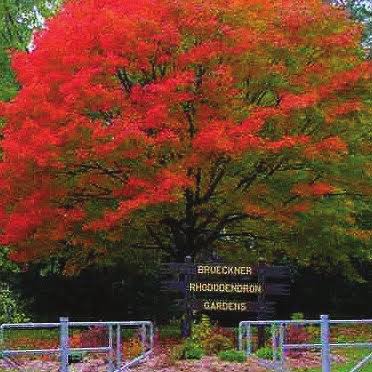 Brueckner Rhododendron Gardens